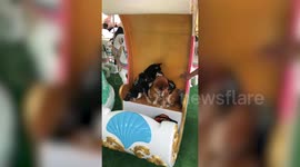 Two pet dogs ride carousel in Taiwan