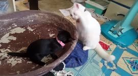 Kitten hits back at older brother teasing her