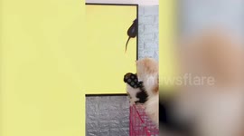 Cats watch mouse moving around TV screen