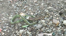 Golden tree snake seen swallowing tokay gecko in Thailand