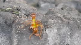 Ant-mimicking jumping spider dances on rock