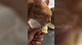 Kitten eats pieces of durian fruit in Thailand