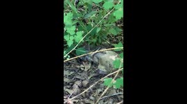 Snake eating a squirrel at Cedar Creek Falls