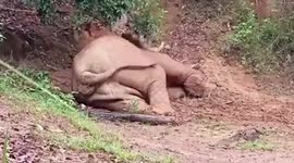 Elephant sleeps after a big meal in Thailand