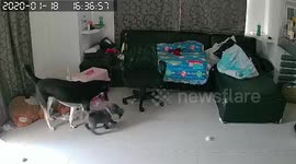 Two pet puppies destroy household items in living room