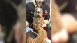 Cute pet squirrel munches on a sunflower sprout