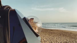 Pet cat enjoys trip to the beach inside backpack in Taiwan