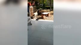 Prairie dog and pet dog play  together in Thailand