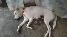 Mother dog breast feeds orphaned kitten