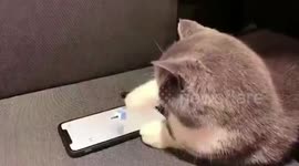 Clever cat uses paw to play video game on smartphone