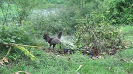 Mother hen and her chickens searching for food on a farm in Thailand.