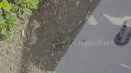 Close encounter with an Australian Water Dragon