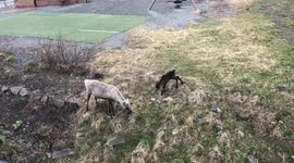 Mama reindeer with her newborn calf.