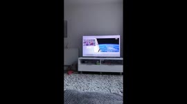 Frenchie watching SpaceX on TV