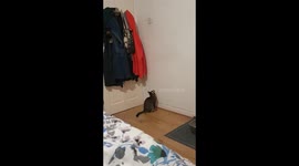 Kitten staring at paint on wall...mistaking it for a fly