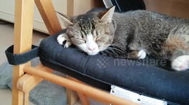 Kitten having a cat nap