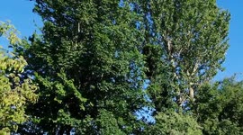 High hanging trees shaking in the wind