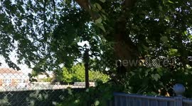 Low hanging trees shaking in the wind