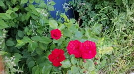 Bright, red flowers shaking in the wind