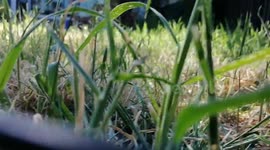 Rustling in the grass - confessions of a grass snake/slug/millipede/worm/beetle