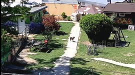 Hear the desperate cry of the Goat baby calling his mother