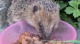Hedgehog eating food