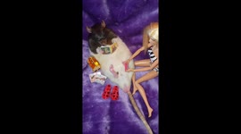 Frattie Mercury the rat getting his nails done
