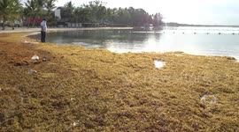 Zargazo Boca Chica