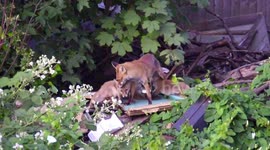 Fox cubs and mother in North London