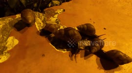 Snails eat paint before concrete in Macau