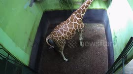 Baby giraffe born at Bali zoo named Corona after pandemic
