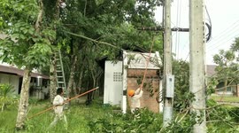 Gardener survives after being electrocuted from power cables while trimming tree