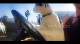 Cool cat in California patrols its neighborhood from the driver's seat