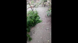 Tornado destroy house and tree in my village and my house