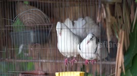 These birds have found a way to relieve the boredom of quarantine.