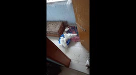 See how the pigeons take a bath.