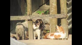 cats couple in love in locked down situation.