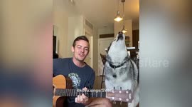 Heartwarming moment musician from Denver performs duet with his husky