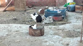 A cute bunny sits on a plate