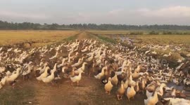Flock of 8,000 ducks hold up traffic in Vietnam as they take minutes to cross road