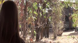 Elephants visit Vwaza Research Camp, Malawi, do a bit of pruning & weeding, one gets left behind and rushes off carrying his lunch.