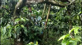 The process of harvesting coffee beans in a 100-year-old garden in Lahat Regency, South Sumatra Province, Indonesia