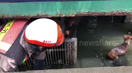 Thai policeman rescues stranded dog from dirty canal