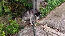 Husky rescued by Thai owner after getting head stuck in between wall and metal post