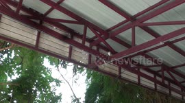 Rescue team called to catch cobra but it turns out to be a rubber toy