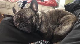 Waking a snoring frenchie