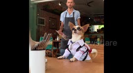 Spoiled chihuahua in Mexico gets menu while sitting at a restaurant