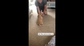 Adorable UK Cocker Spaniel puppy is a major hit on TikTok with amazing tricks