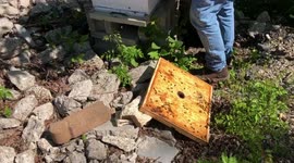 Checking A Beehive Along The River