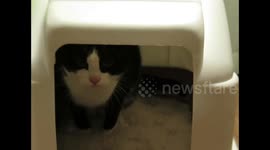 Cat shakes her hind paws to get rid of cat litter in a funny way